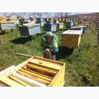 Продам бджолопакети