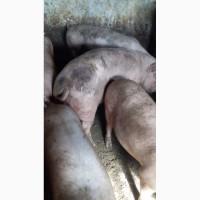 Продам свыни жевым весом