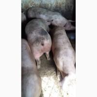 Продам свыни жевым весом