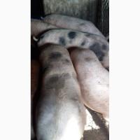 Продам свыни жевым весом