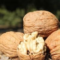 Продам волоський горіх 2022