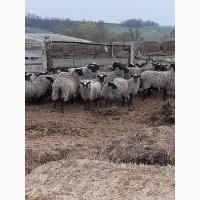 Продам овцы бараны романовские