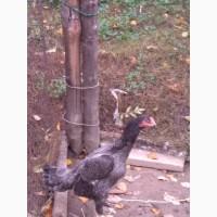 Продам курей породи ШАМО