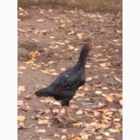 Продам курей породи ШАМО