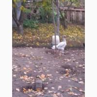 Продам курей породи ШАМО