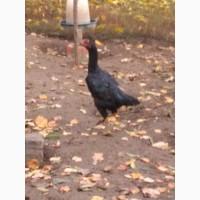 Продам курей породи ШАМО