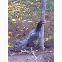 Продам курей породи ШАМО