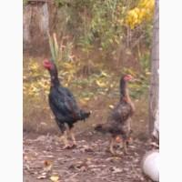 Продам курей породи ШАМО