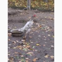 Продам курей породи ШАМО