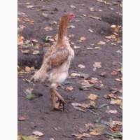 Продам курей породи ШАМО