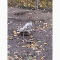 Продам курей породи ШАМО