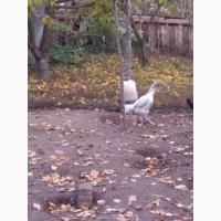 Продам курей породи ШАМО