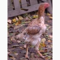 Продам курей породи ШАМО