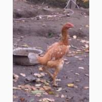 Продам курей породи ШАМО