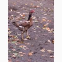 Продам курей породи ШАМО