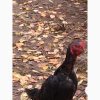 Продам курей породи ШАМО