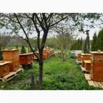 Продам бджолопакети та бджолосім#039;ї