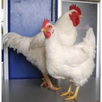 Инкубационные яйца Геркулес