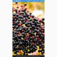 Купим СУХУЮ ягоду БУЗИНЫ.Хорошая цена, наличная оплата