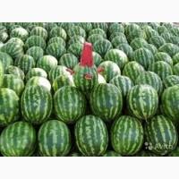 Продам арбуз