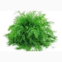 Укроп свежий