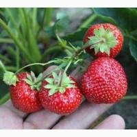 Продам сезонну полуницю