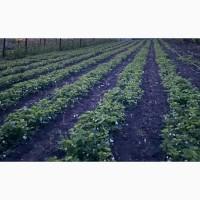 Продам саджанці клубніки Гігантела, ранній сорт, крупна ягода, хороший врожай