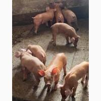 Продам поросят