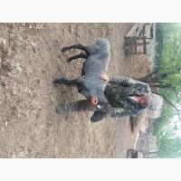 Продам курдючных племенных баранов