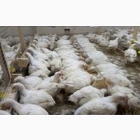 Продам бройлерів живою вагою