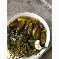Продам квашені огірки