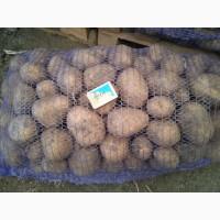 Продам картоплю. Сорт Мадейра