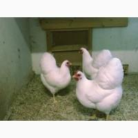 Віандот біле золото, лавандовий, білий.Кури, курчата, яйце інкубаційне