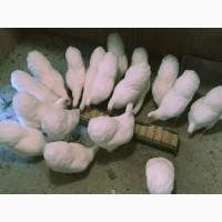 Віандот біле золото, лавандовий, білий.Кури, курчата, яйце інкубаційне