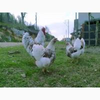 Віандот біле золото, лавандовий, білий.Кури, курчата, яйце інкубаційне