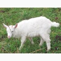 Продаємо процентну зааненську кізочку (козеня)