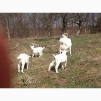 Продаємо процентну зааненську кізочку (козеня)