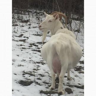 Продаємо процентну зааненську кізочку (козеня)