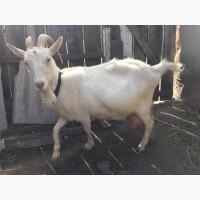 Продаємо процентну зааненську кізочку (козеня)