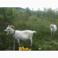 Продаємо процентну зааненську кізочку (козеня)