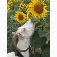 Продаємо процентну зааненську кізочку (козеня)