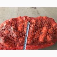 Продам морковь Каскад