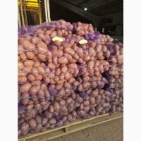 Продам товарну картоплю, сорт Рікардо
