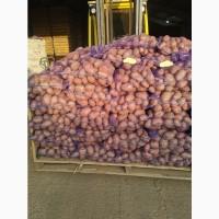 Продам товарну картоплю, сорт Рікардо