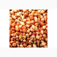 Продам СЕВОК арпаж, тыканку, лук, цибульку, сеянку сорт штутгарт