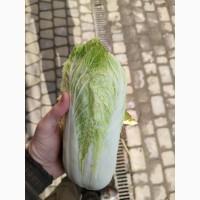 Продам пекінську капусту
