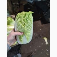 Продам пекінську капусту
