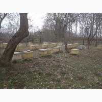 Продам бджолосім#039;ї