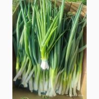 Зелена цибуля (перо)