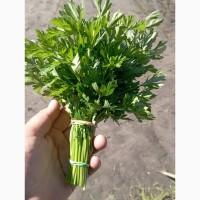Продам свіжу петрушку
